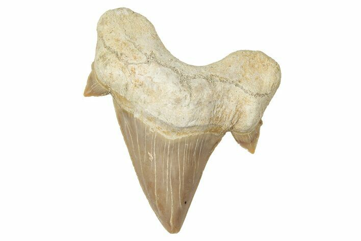 Fossil Shark Tooth (Otodus) - Morocco #353455
